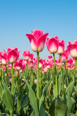 Colorful tulips, tulips in spring.