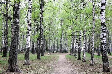 Obraz premium Spring greens in birch grove