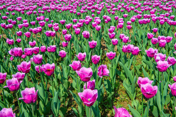 Fototapeta premium Colorful tulips, tulips in spring.