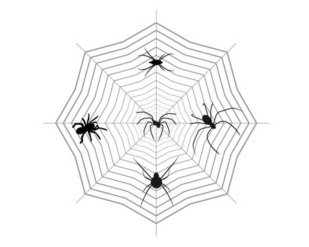 Spiders on a spider web