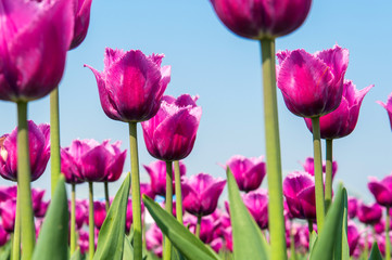 Colorful tulips, tulips in spring.