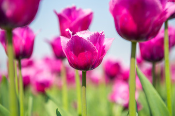 Obraz premium Colorful tulips, tulips in spring.