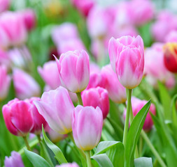 Obraz na płótnie Canvas pink tulips