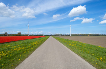 Fototapeta na wymiar Country road along a field with red tulips