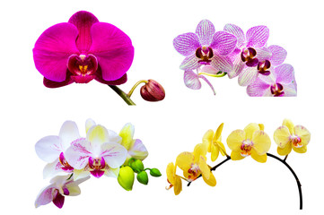 Orchid isolated on white background.Orchid set