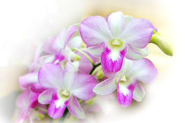 Naklejka na ściany i meble Beautiful orchid.