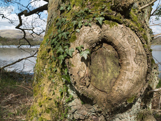 ring formed on old tree bark