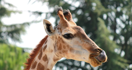 Giraffe head