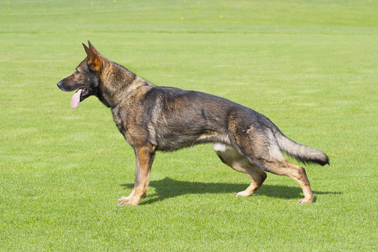 German Shepherd Dog Is Standing In Profile