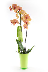 l'orchidea della mamma