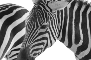 Obraz na płótnie Canvas Zebra head