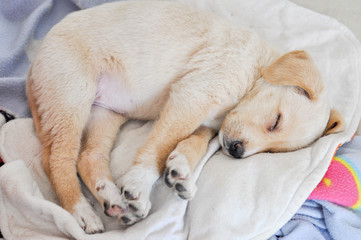 Obraz na płótnie Canvas Labrador dog
