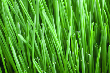 Green shoots of wheat close-up