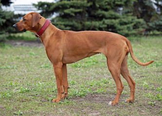 Portrait of Rhodesian Ridgeback  dog on natural background