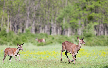 Hinds running on meadow