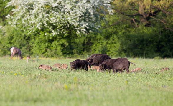 Fototapeta Wild boars with pilets in wilderness