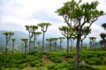 Fototapeta premium Tea estates in Sri Lanka