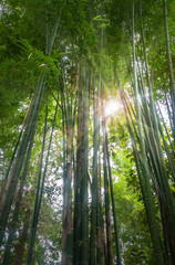 Forêt de bambous frais
