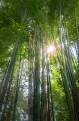 Papier Peint photo Lavable Bambou Forêt de bambous frais