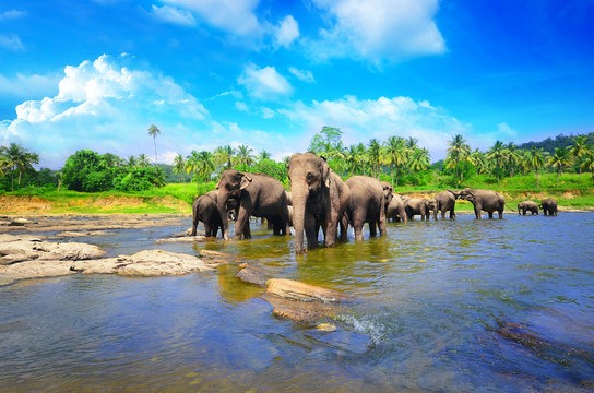 Fototapeta Elephant group in the river