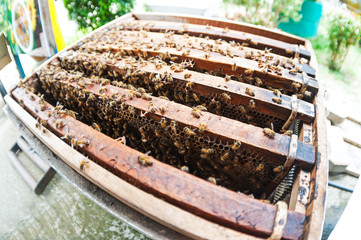 honeycomb by human made on wood