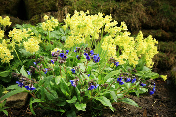 Yellow Primula Vulgaris and blue Lungwort, spring flower in shady corner. Wild garden.