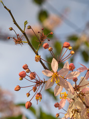 Pink cassia in spring