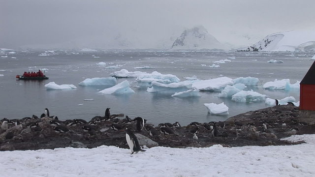 Gentoo penguins in Paradise harbour, Antarctica