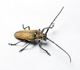 beetle isolated