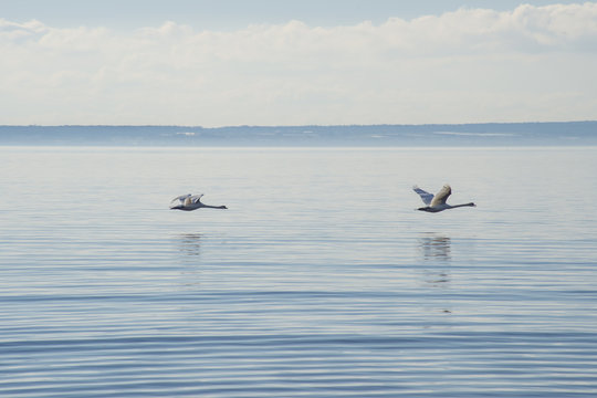 Zwei Schwäne fliegen über Wasser