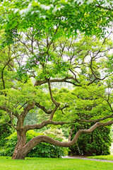 Big old tree at summer park