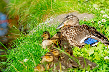 Family of ducks near river