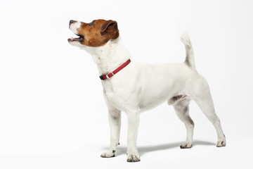 Jack Russell terrier - obrazy, fototapety, plakaty