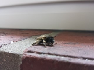 Hummel