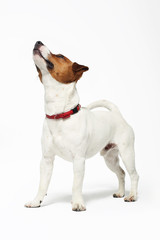 Zabawny pies, Jack Russell terrier