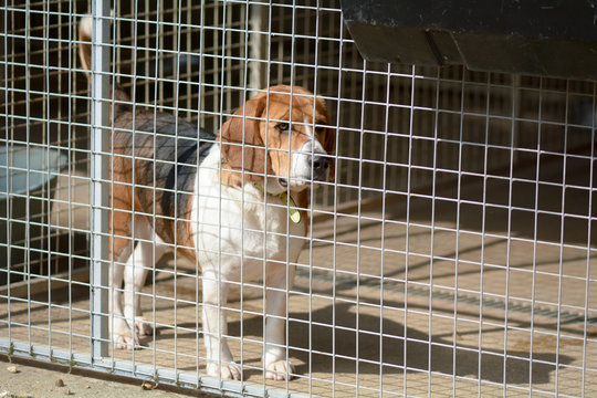 Beagle dog in his kennel in a dog rescue centre