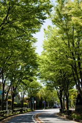 横浜の山の手住宅街新緑