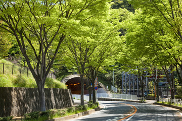 横浜の山の手住宅街の新緑
