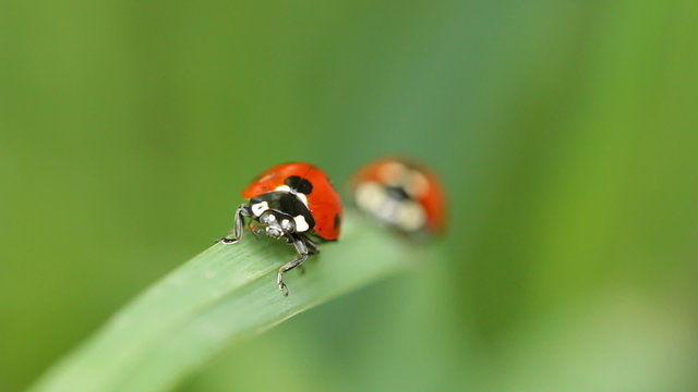 Two Ladybugs On A Blade Of Grass