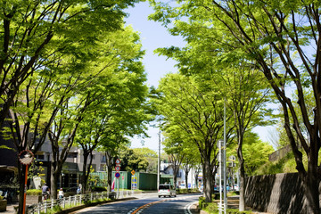 横浜の山の手住宅街の新緑