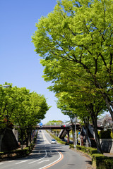 Obraz premium 横浜の山の手住宅街の新緑