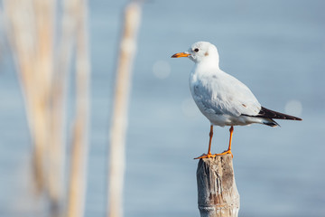 Fototapeta premium seagull standing on stool