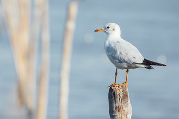 seagull standing on stool