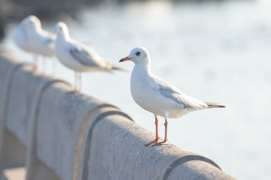 seagull standing on fence