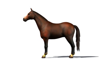 Fototapeta na wymiar brown horse isolated on white background
