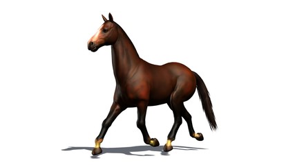 brown horse trots isolated on white background