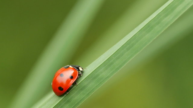 Ladybug on a blade of grass blowing by wind.