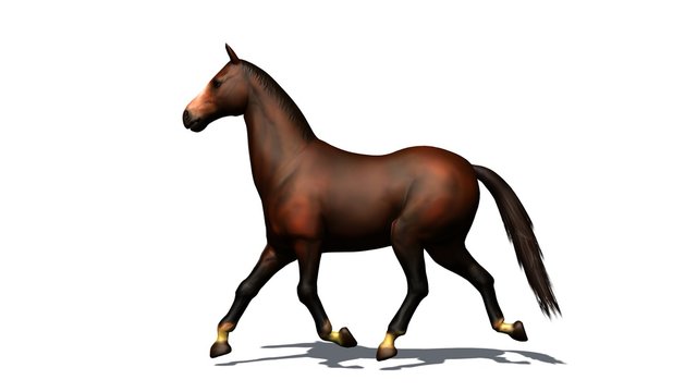 brown horse trots isolated on white background
