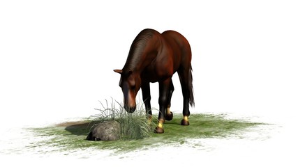 brown horse grazes isolated on white background
