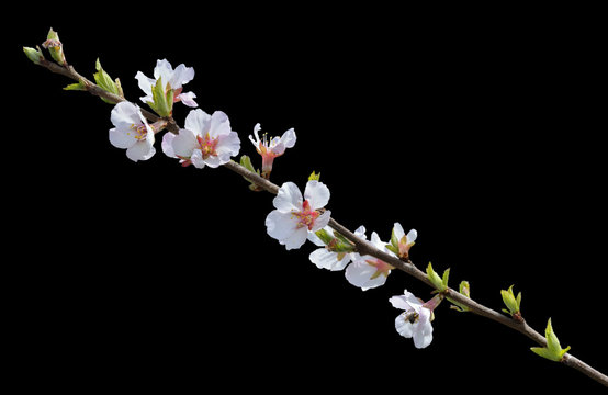 Blooming cherry-tree 20